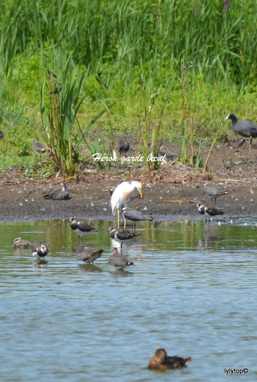 La maison du parc "Parc naturel régional des Marais du Cotentin et du Bessin " (4)