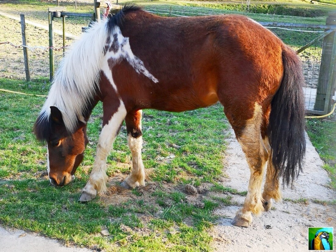 Nos trois chevaux !