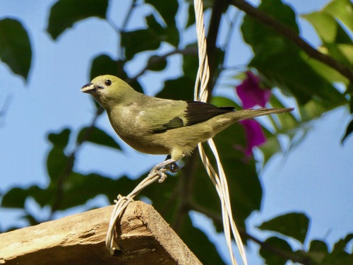 Costa Rica les oiseaux