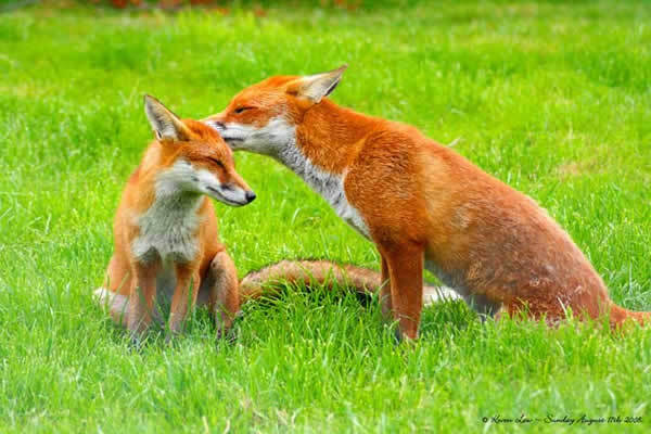 Couple de renards roux