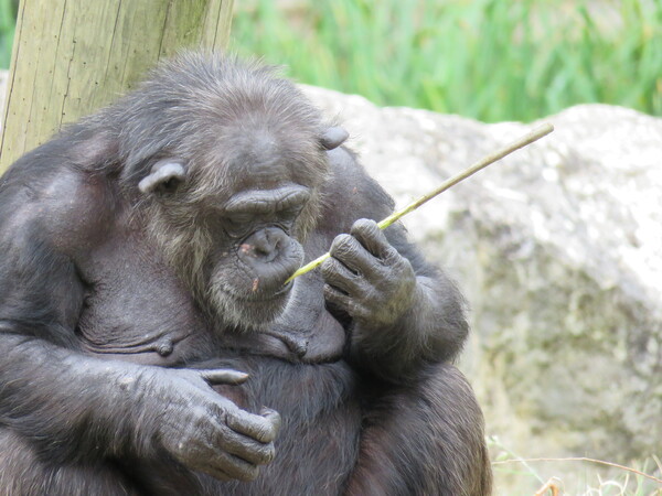 Zoo de Beauval (13).