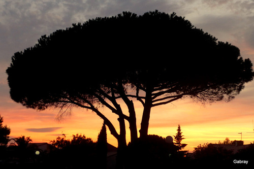 Barcarès : coucher de soleil sur les pins ... n 3