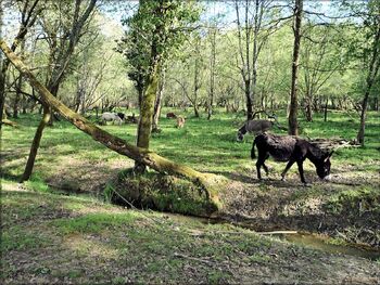 Photos des ânes du moulin de Poyaller dans les Landes