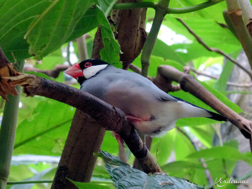 Photos d'oiseaux exotiques - Zoo de Beauval