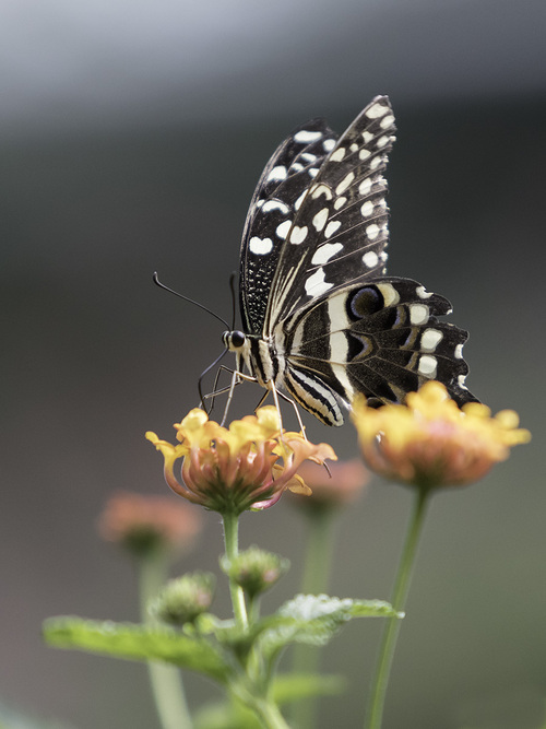 PAPILLONS