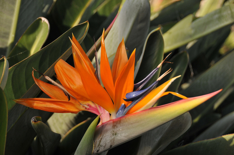 Monaco, le Jardin exotique, oiseau de paradis