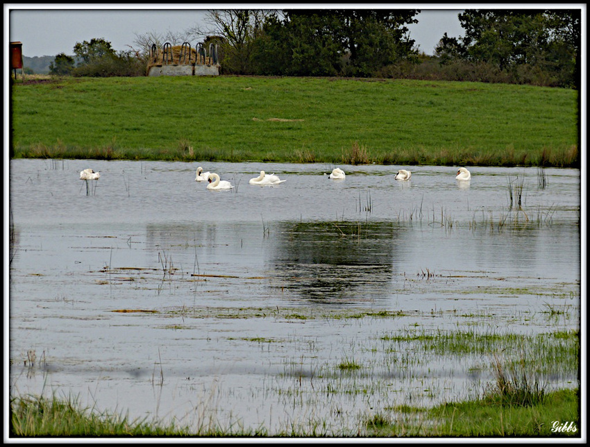 Cygnes