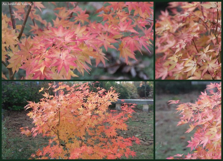 Acer