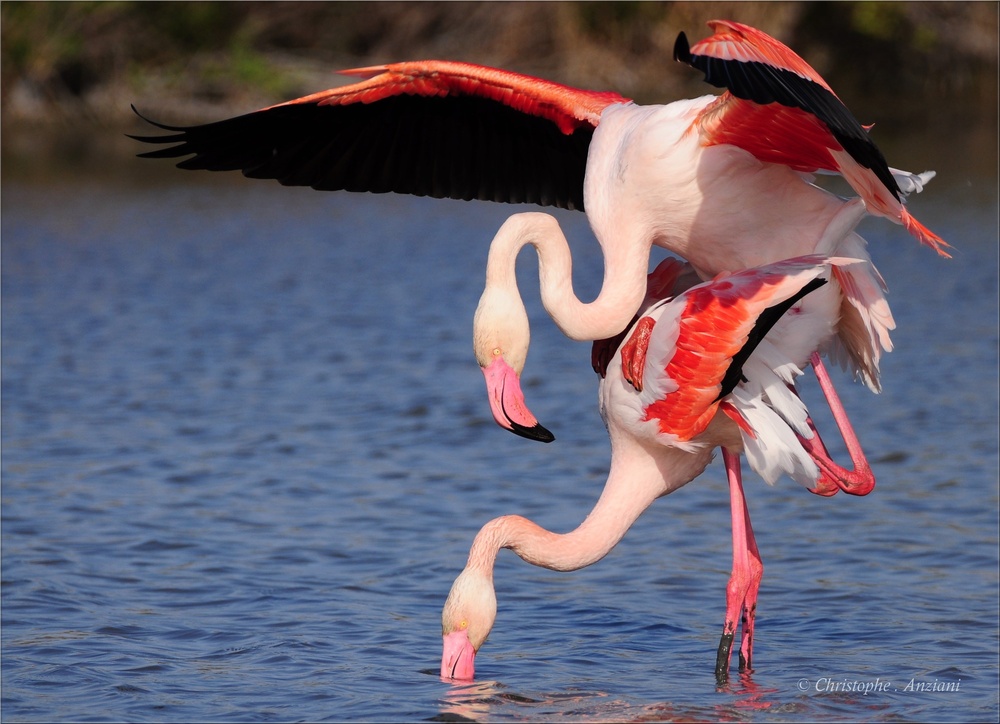 Flamants roses n