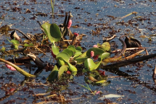 Le lac Inle