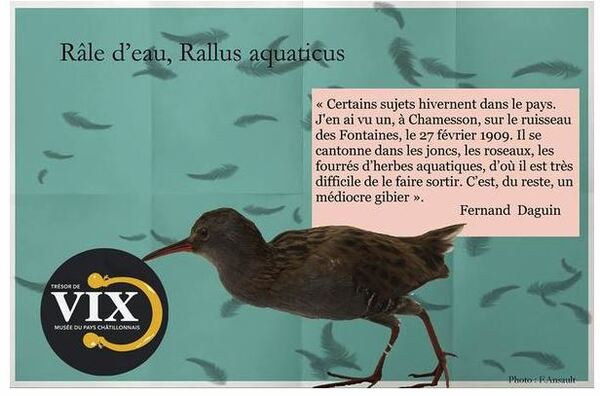Quelques observations de Fernand Daguin sur des oiseaux observés dans le Châtillonnais...