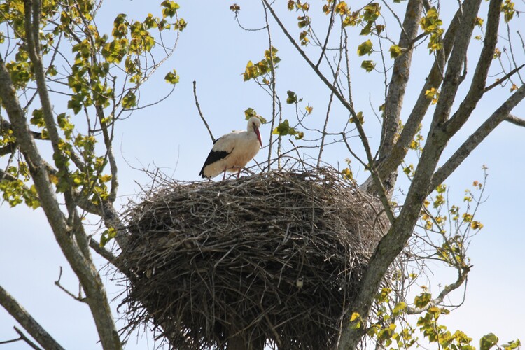 LA FAMILLE CIGOGNE S'AGRANDIT ... MARAIS DE BROUAGE et BEAUGEAY (17)