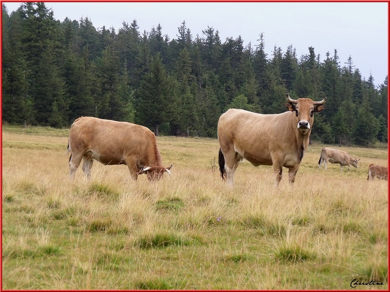 VACHES DE RACE AUBRAC