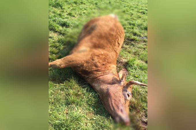 Nantes : Un agriculteur découvre l’une de ses vaches tuée d’une balle dans la tête et découpée en morceaux