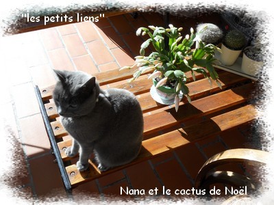 Nana-et-le-cactus-noel-1.jpg