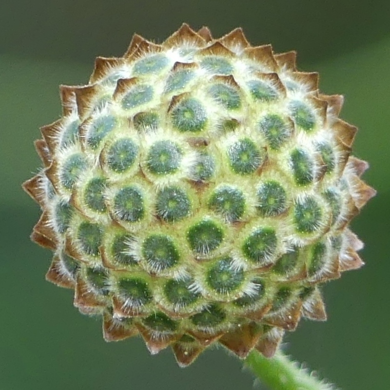 qu'est ce donc : un cephalaria gigantea bien sûr...