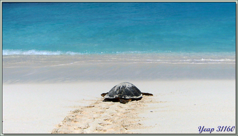 Cadeau pour notre départ : une tortue imbriquée est venue pondre - Bird Island - Seychelles