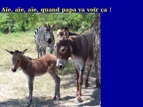 Les animaux s'amusent