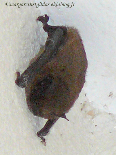 La chauve-souris - The flitter-mouse