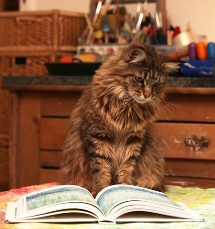 13 - Des chats, des livres, c'est beau...