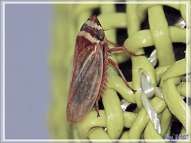 Cicadelle Aphrodes makarovi (ou Aphrodes bicinctus) - La Couarde-sur-Mer - Ile de Ré - 17