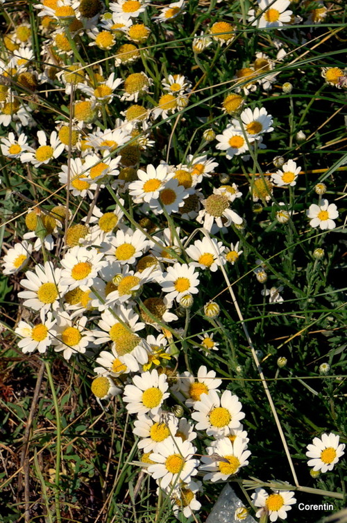 Des fleurs blanches