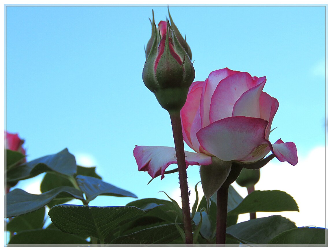 LES ROSES DE LA TENDRESSE 2020