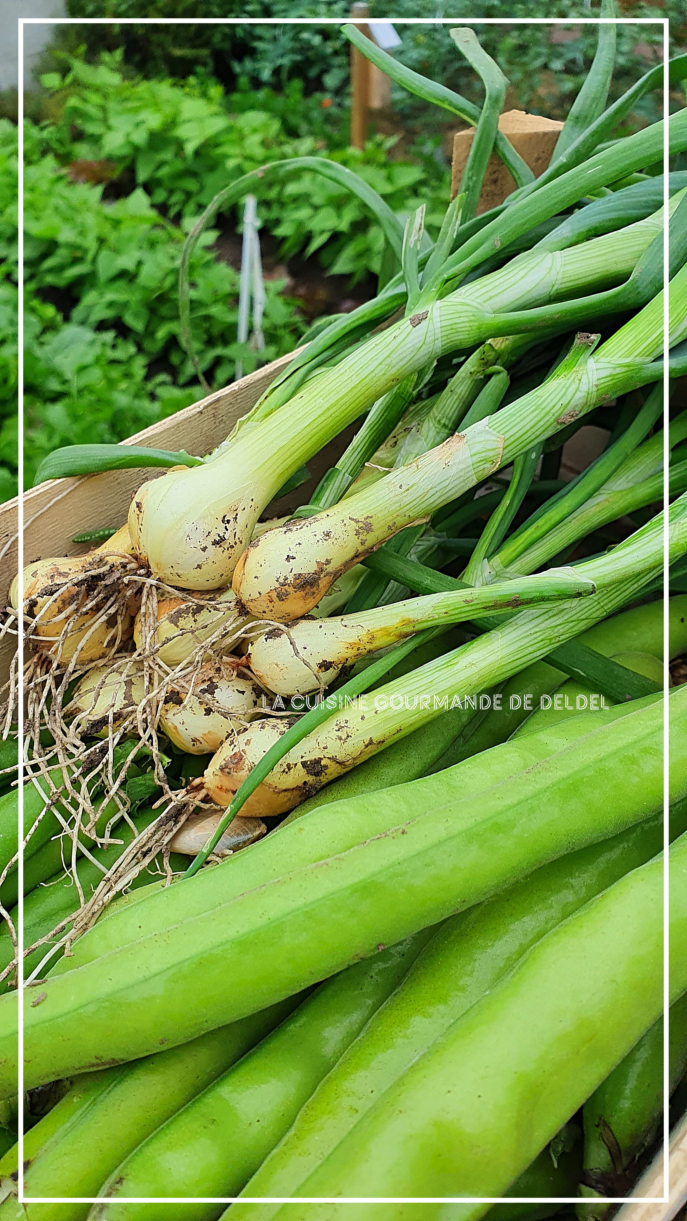 Velouté De Cosses De Petit Pois Thermomix VELOUTÉ AUX COSSES DE FÈVES ET PETITS POIS AU THERMOMIX - la cuisine  gourmande de deldel