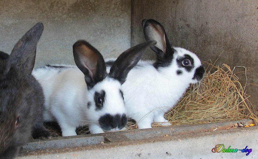 mes lapins géants papillons ont 7 semaines