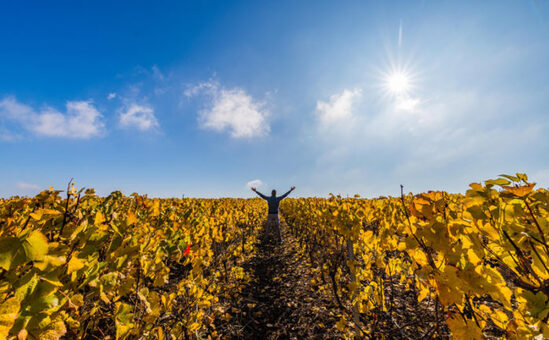 Le vignoble de Reuilly, à l'automne - © Teddy Verneuil