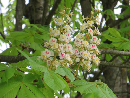 Bouquet et bourgeons et fleurs