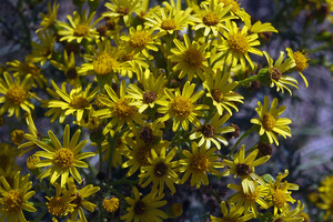 Chrysanthème couronné  ou Marguerite en couronne