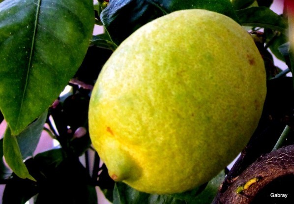 z05 - Un citron