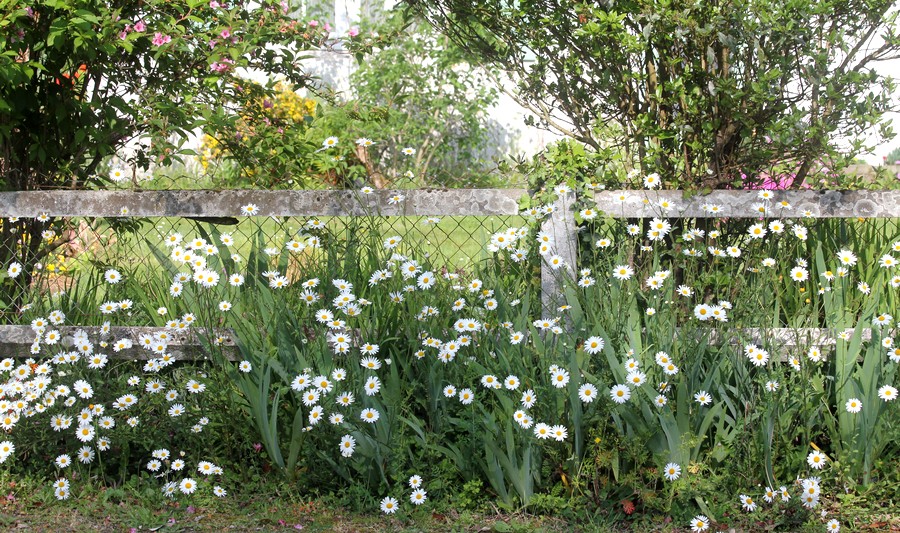 Le jardin, côté "champêtre" ...