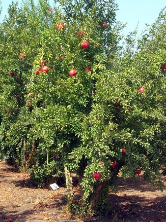 Fruits et légumes qui poussent d’une façon que vous n’imaginiez pas