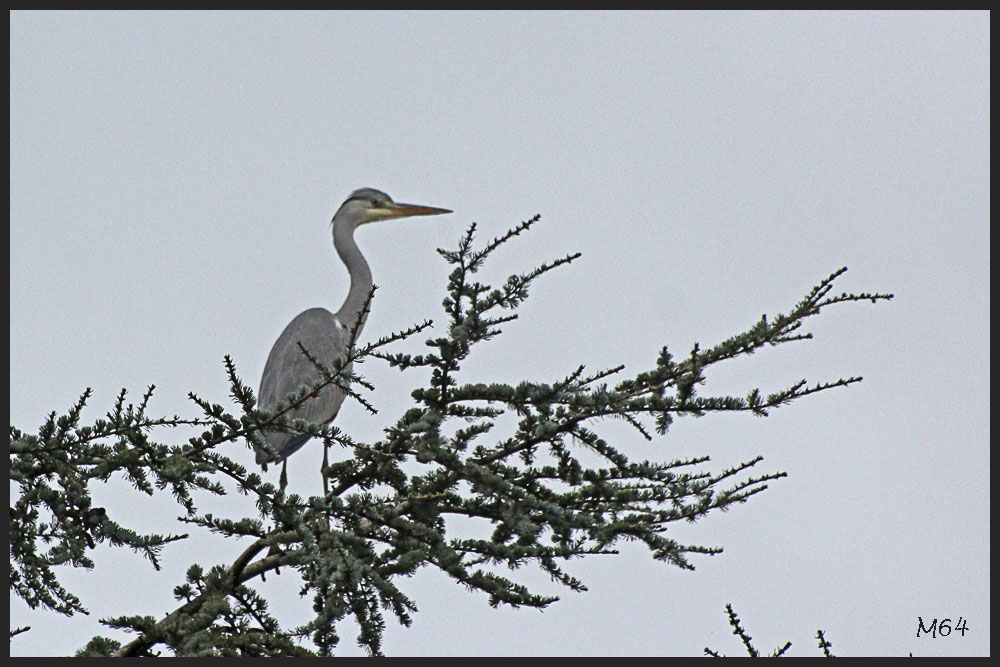 Oiseaux-02-3019a.jpg