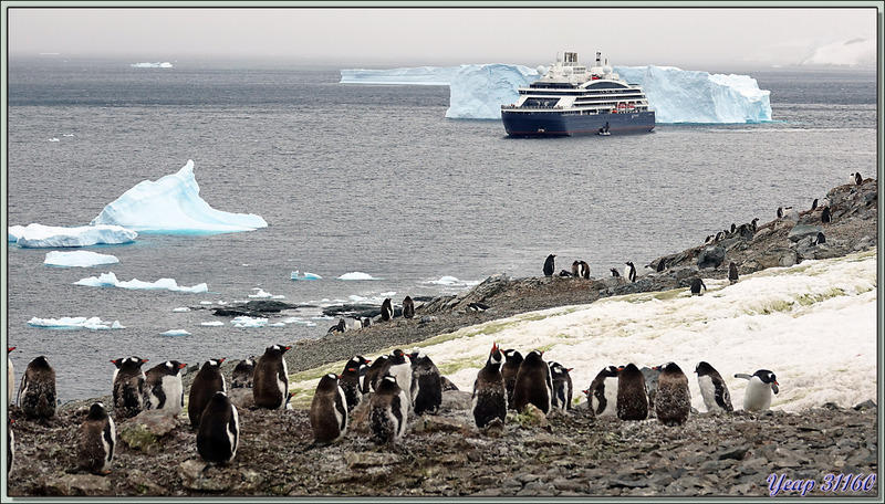 09/03/22 : nous débarquons sur Danco Island, située en face de la rocheuse Rongé Island, manchots papous et grands labbes (skuas) peuplent les lieux - Errera Channel - Antarctique