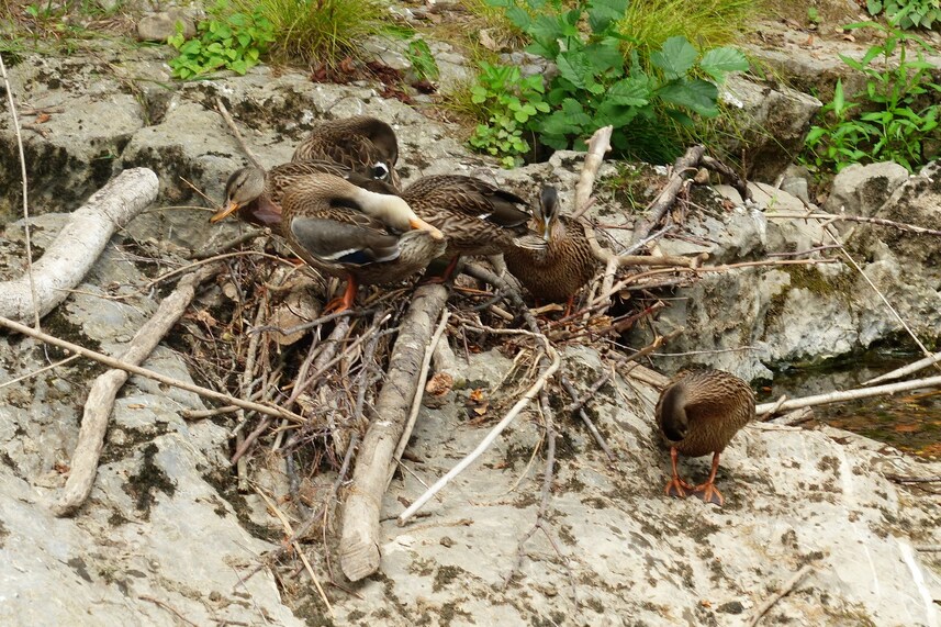 Des papillons et des canards