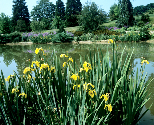Fleurs cultivées : Iris