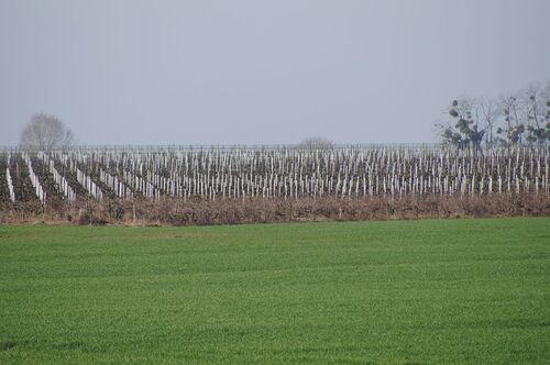 Circuit des Vignes à Orgigné