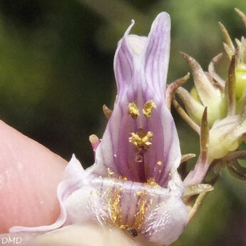 Linaria repens - linaire rampante