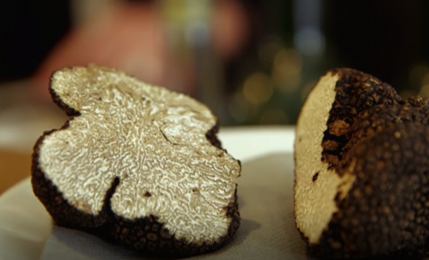 La truffe blanche d’Alba (Il tartufio bianco di Alba)