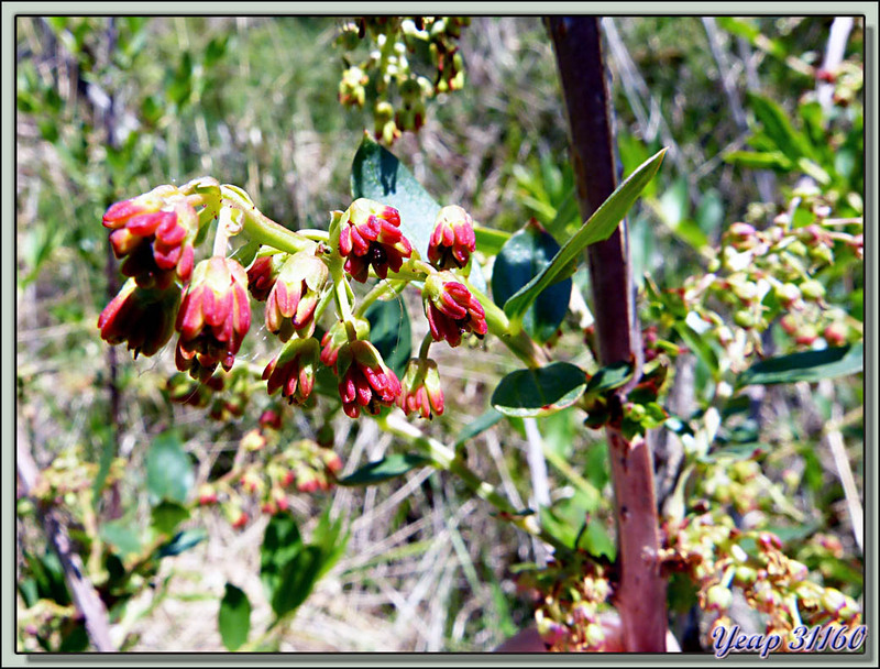 Corroyère à feuilles de myrte (Coriaria myrtifolia) - Saint-Martory - 31  (Flore) 