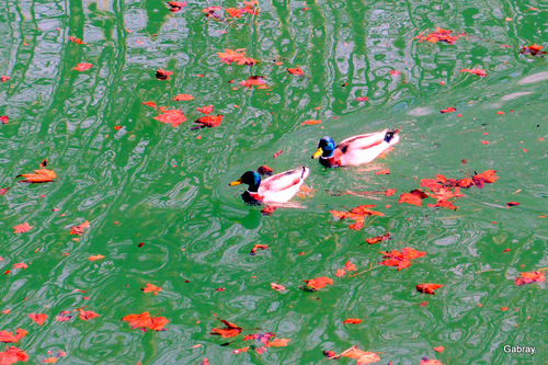 Canal du Midi : les canards !