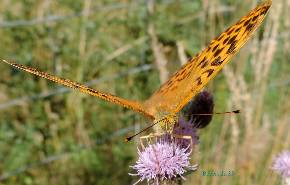 un papillon cet été en Auvergne