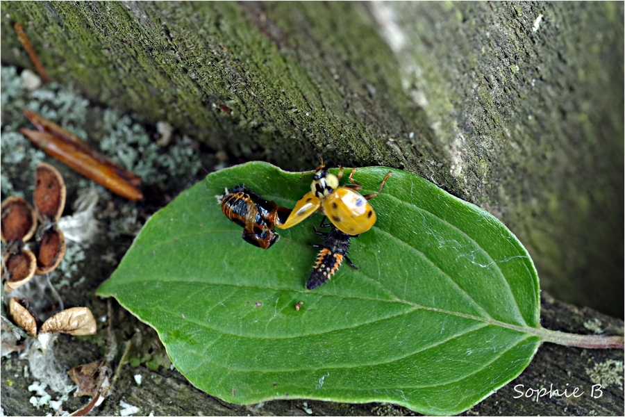 Une vie de coccinelle .