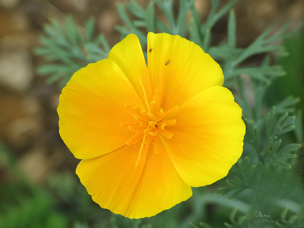 Enfin de fleurs dans mon jardin