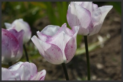 tulipe 'shirley'
