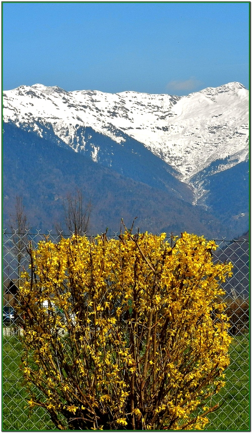 Les fleurs du jardin 2014