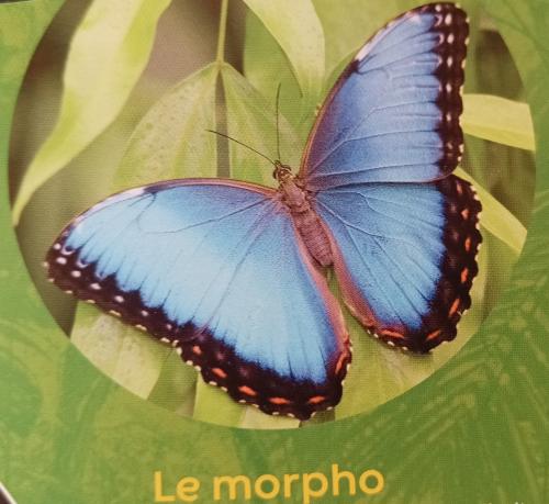 les papillons